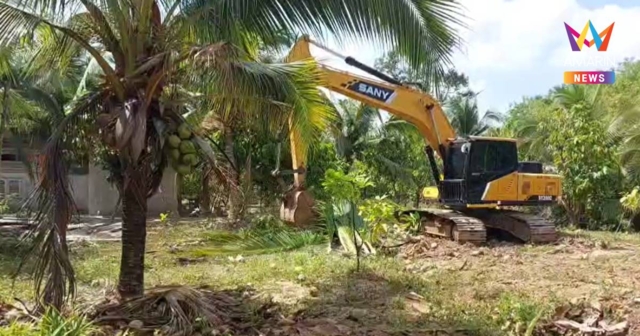 เจ้าของสวนกระบี่ โค่นมะพร้าวน้ำหอมกว่า300ต้น ทิ้งหลังราคาตกต่ำ