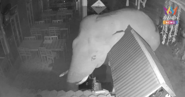 ช้างป่าเขาใหญ่ 