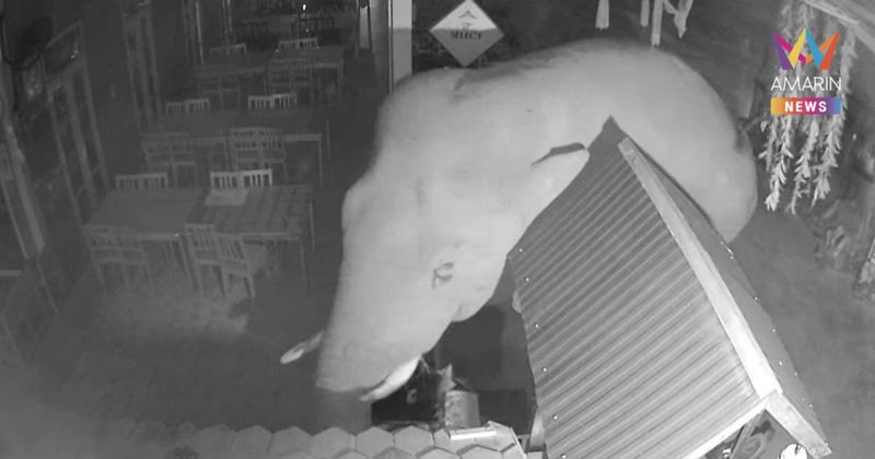 ช้างป่าเขาใหญ่ "เบี่ยงเล็ก" บุกร้านอาหารชื่อดังรางวัลมิชลิน เขาใหญ่