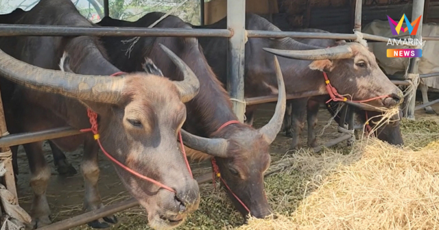 วัว-ควายวัดโตนดเตี้ย ผอมโซหนังหุ้มกระดูก หลังเจ้าอาวาสอาพาธไร้คนดูแล