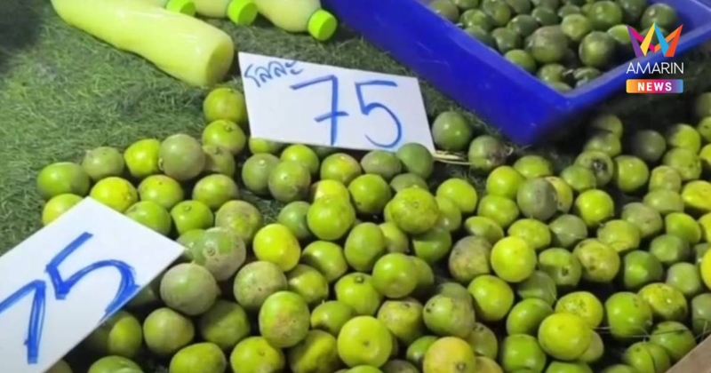 มะนาวเมืองสองแควพุ่งกระฉูด! ยกกระสอบแตะ 1,700 บาท