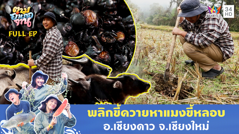 ลุยหา 'แมงขี้หลอบ' ใต้ขี้ควายหน้าหนาว อ.เชียงดาว จ.เชียงใหม่