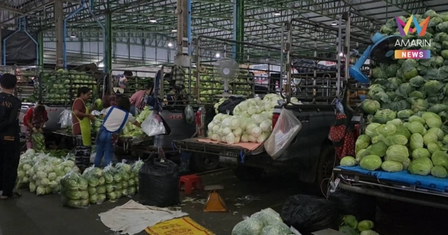 ซ้ำเติมเกษตรกร! กะหล่ำปลีราคาดิ่งเหลือบาทเดียว สวนทางน้ำมันแพงพุ่ง