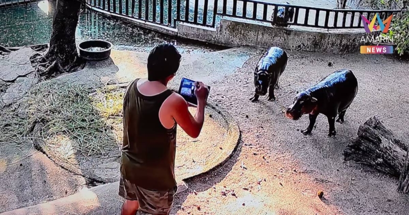 รวบทันที! ชายไทยโดดลงบ่อฮิปโปฯเพื่อถ่ายคลิป สวนสัตว์ ยันหมูเด้งปลอดภัย