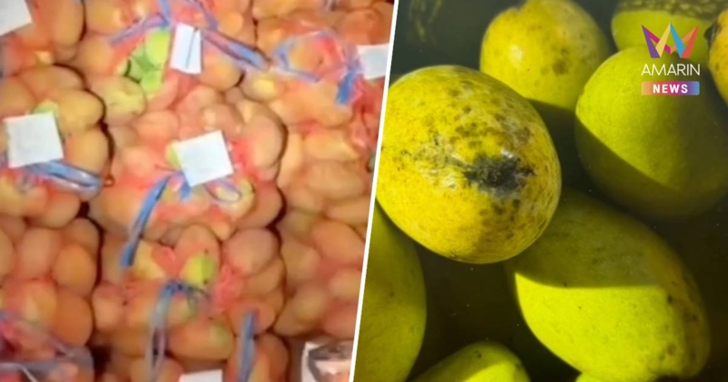 กรมศุลกากรแจงชัด! ปมนำเข้ามะม่วงกัมพูชา