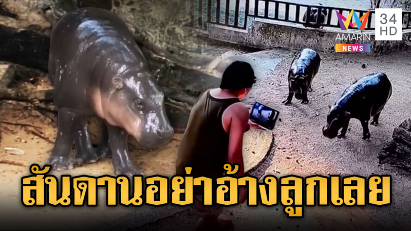 หนุ่มกระโดลงบ่อ “หมูเด้ง” อ้างลูกอยากเห็นใกล้ๆ