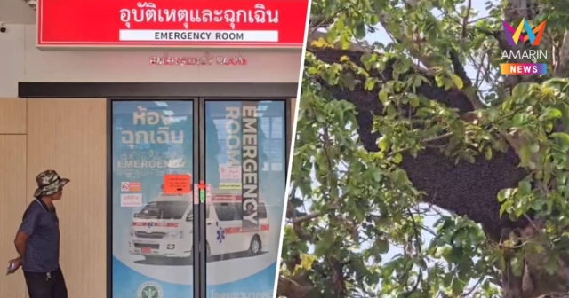 ผึ้งหลวงดุตื่นรังรุมต่อยครูเจ็บ2หามส่งรพ. ลูกชายหนีรอดหวุดหวิด