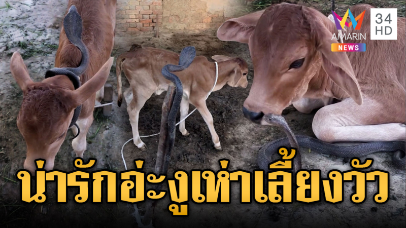 ช็อกอะไรก่อน งูเห่าพันคอวัว-ที่แท้เพื่อนกัน
