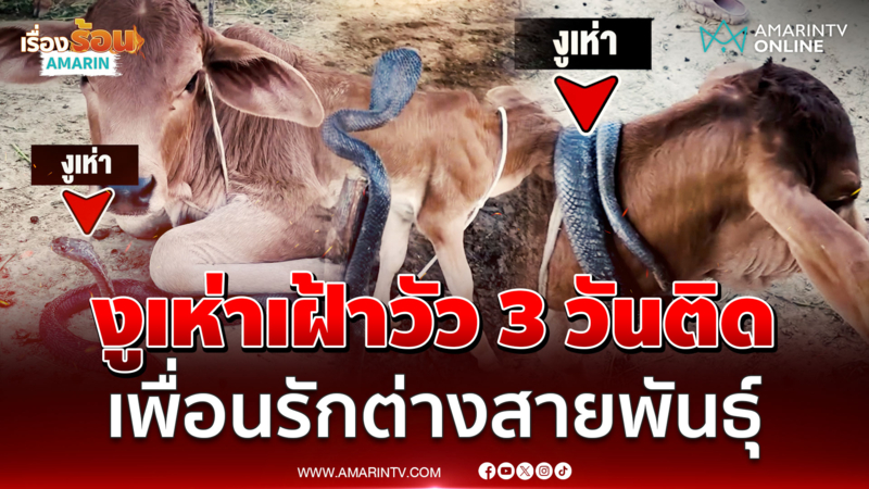 แปลกแต่จริง! มิตรภาพสุดคิวท์ งูเห่าเฝ้าลูกวัว จับปล่อยยังกลับมาหา