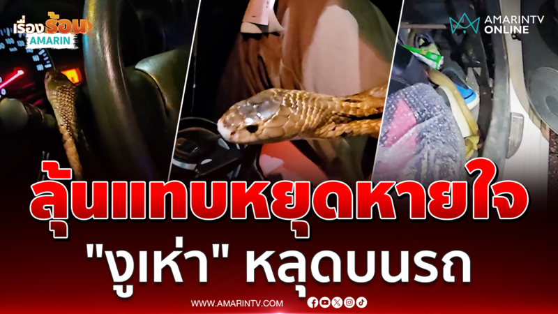 ลุ้น! แทบหยุดหายใจ "นิค อสรพิษวิทยา" งูเห่าหลุดอยู่ในรถ 