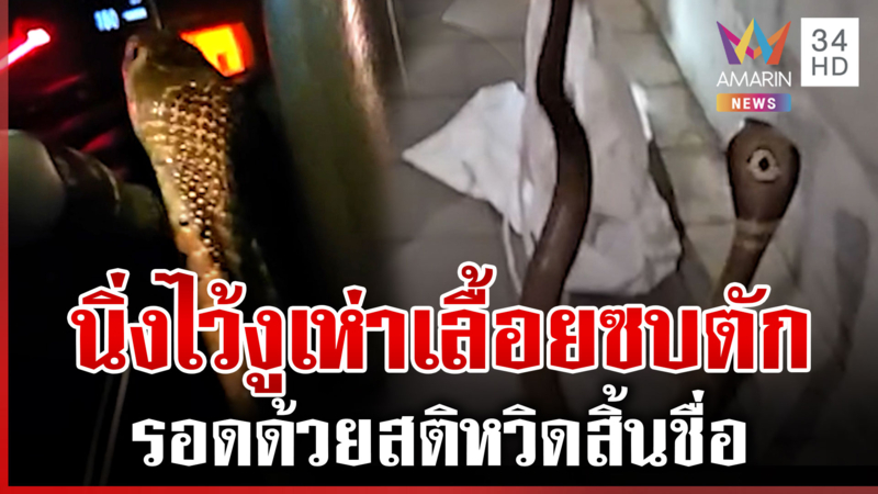 นักล่าอสรพิษจับงูเห่าแต่หลุดในรถ เลื้อยพันขาต้องตั้งสติสยบ