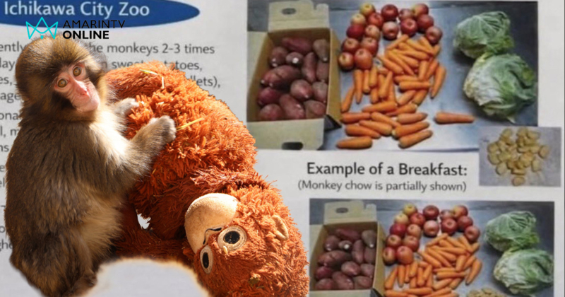 เจาะลึกเมนูโภชนาการของ "พันซ์คุง" ลิงน้อยจากญี่ปุ่นกินอะไรถึงอารมณ์ดี?