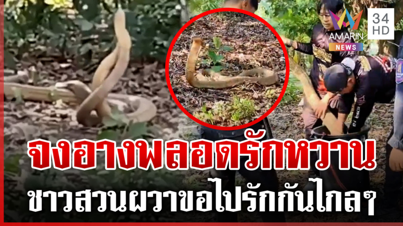 ชาวสวนผวา! จงอางยักษ์พลอดรักกลางสวน