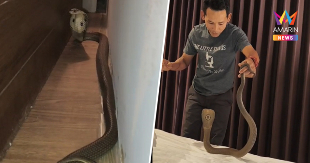 นทท.เปิดใจ งูเห่าบุกห้องพักโรงแรม ตกใจนึกว่าผีหลอก ที่ไหนได้ชูคอขู่ฟ่อ