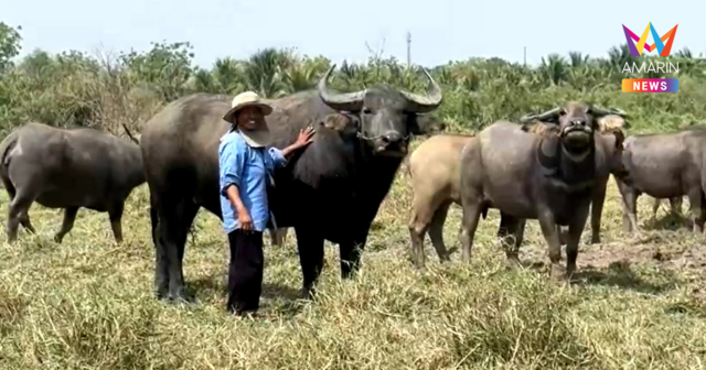 น้ำมันแพงจนท้อ! เกษตรกรฉะเชิงเทราพลิกวิกฤต เปิดเช่า 