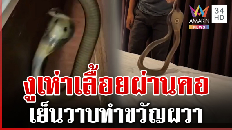 งูเห่าชูคอขู่ฟ่อ! เลื้อยสยองผ่านคอ โชคดีที่ไม่โดนกัด