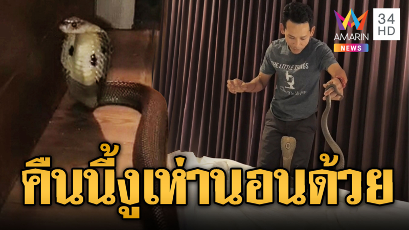นทท.ระทึกกลางดึก งูเห่าโผล่ในห้อง