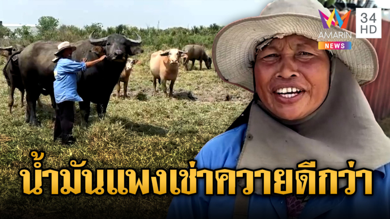 ชาวนาพลิกวิกฤตน้ำมันแพง เปิดให้เช่าควายไถนา