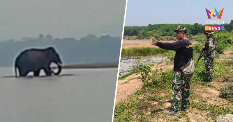 "ช้างป่าภูวัว"ลุยน้ำโขงข้ามแดนไปสปป.ลาว  ตั้งจนท.ติดตามใกล้ชิด