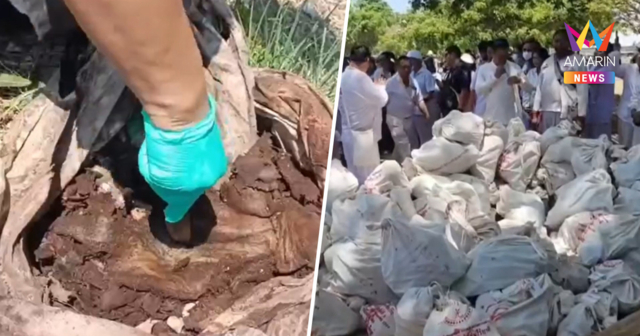 ขนลุกซู่! ล้างป่าช้าพัทยาเจอ 