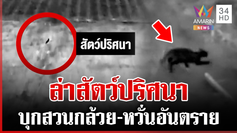 ระดมคนครึ่งร้อย! ปูพรมล่าสัตว์ปริศนาทำลายสวนกล้วย