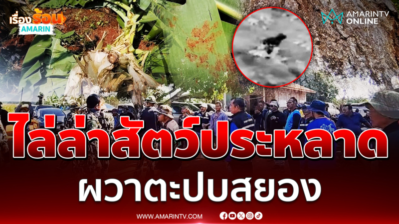 ระดมทีมค้นหา สัตว์ปริศนาบุกฉีกสวนกล้วยยับ