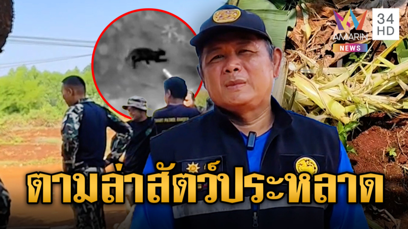 ทับลานระดมทีมค้นหา สัตว์ประหลาดบุกฉีกสวนกล้วย