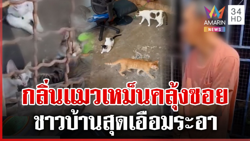 สุดทน! ข้างบ้านเลี้ยงแมว 30 ตัวกลิ่นเหม็นคลุ้งซอย