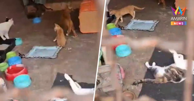 กลิ่นฉี่ตลบซอย! บุกตรวจทาวน์เฮ้าส์ขังแมว 27 ตัว ทำเพื่อนบ้านป่วน