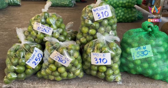 พิษน้ำมันแพง! มะนาวขอนแก่นราคาพุ่ง ตกลูกละ 8 บาท แพงสุดในรอบ 4 ปี