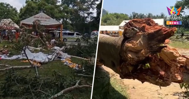 สลดงานวัดชุมพร! ต้นไม้ใหญ่บนเขาหักโค่นทับเต็นท์พิธีสวดมนต์ ดับ2 เจ็บ8