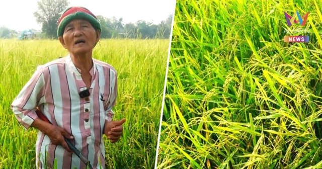 ชาวนาสิ้นหวัง! เตรียมถอดใจทิ้งอาชีพบรรพบุรุษ เซ่นพิษน้ำมัน-ปุ๋ยแพง