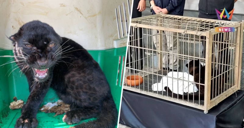 ทลายเครือข่ายค้า 'เสือดำ' ข้ามชาติ สกัดช่วยลูกเสือ 7 เดือน