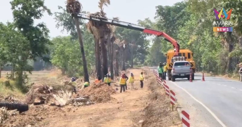 หยาดเหงื่อดาบวิชัยสูญเปล่า! ต้นตาลถูกทำลายพริบตา "สรุปตายเกลี้ยง"