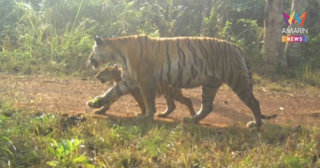 เปิดคลิปครอบครัวเสือโคร่งแม่ทับลานโตกันแล้ว สะท้อนผืนป่าไทยยังสมบูรณ์