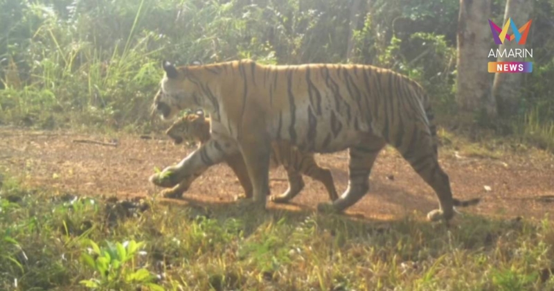 เปิดคลิปครอบครัวเสือโคร่งแม่ทับลานโตกันแล้ว สะท้อนผืนป่าไทยยังสมบูรณ์