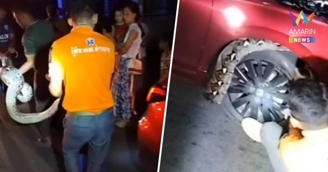 งูเหลือมยักษ์มุดล้อรถเก๋งแดง ชาวบ้านแห่ส่องทะเบียน