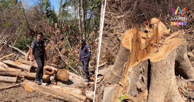 ช็อก! ขบวนการลอบโค่น “ตะเคียนทอง” กลางป่าสงวนชุมพร 50 ต้นเกลี้ยง