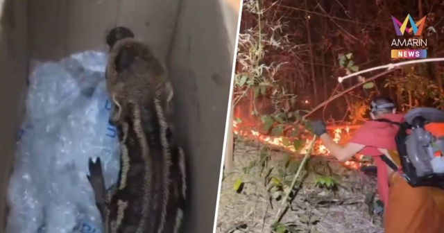 วิกฤตไฟป่าเชียงดาว! จุดความร้อนเชียงใหม่พุ่ง หมูป่าวิ่งฝ่ากองไฟหนีตาย