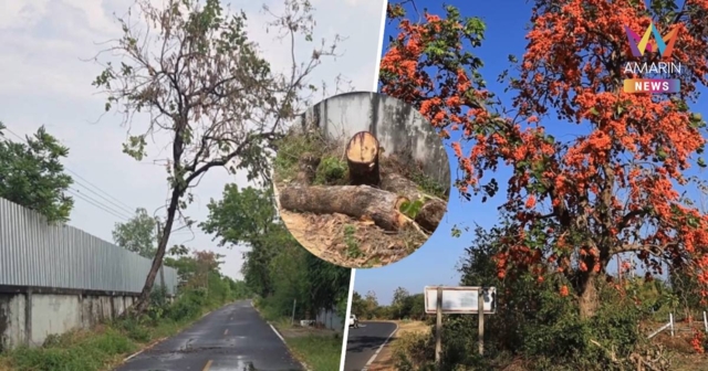 ศึกบ้านยาง! กำนันแจ้งจับ อบต. ปมโค่นต้นจาน- อบต. โต้กลัวล้มทับชาวบ้าน