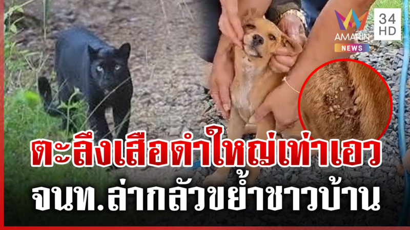 ชาวบ้านผวาเสือดำยักษ์โผล่กลางชุมชน จนท.เร่งแกะรอยหาตัว