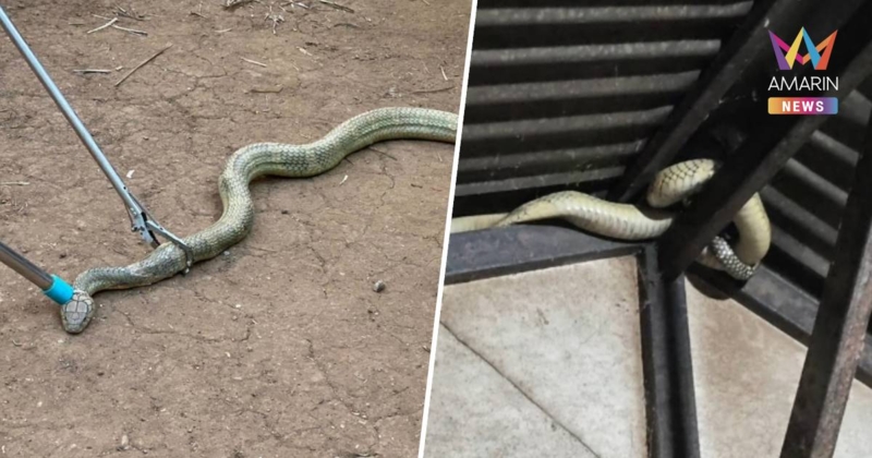 นาทีระทึก! บุกจับ "พญางูจงอางเผือก" ยาวเกือบ 4 เมตร ขดใต้หลังคาบ้าน