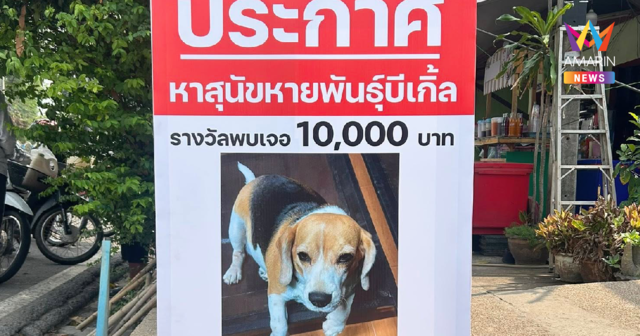 ราษีไศล ประกาศตามหา สุนัขหายสายพันธุ์บีเกิ้ล พร้อมเงินรางวัลหากพบเจอ