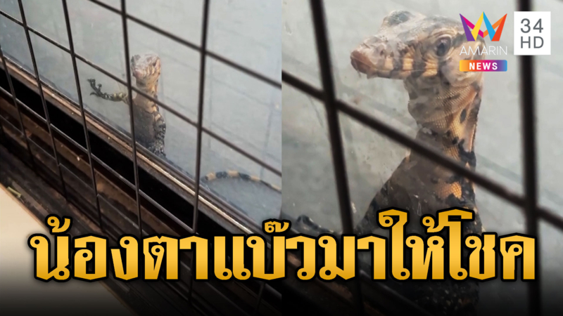 น้องตัวเหี้ยตาแบ๊วเกาะกระจก เจ้าของบ้านเชื่อมาให้โชค