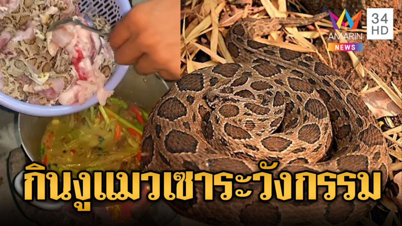 ทหารเขมรเปิบเมนูพิสดาร ทำแกงงูแมวเซา