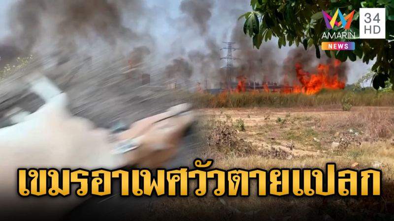 เขมรผวาอาเพศ! วัวล้มตายหลายตัว เชื่ออาถรรพ์เจ้าป่า