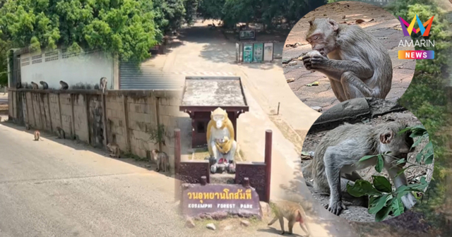 วิกฤตแล้งโกสัมพี! ฝูงลิงแสมเกือบพันหนีป่าบุกเมือง รื้อบ้าน-คุ้ยขยะวุ่น