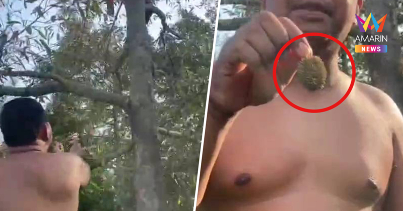 เจ้าของสวนทุเรียน โชว์ "ทุเรียนลูกละร้อย" มีอยู่จริง แต่เห็นแล้วอึ้ง!