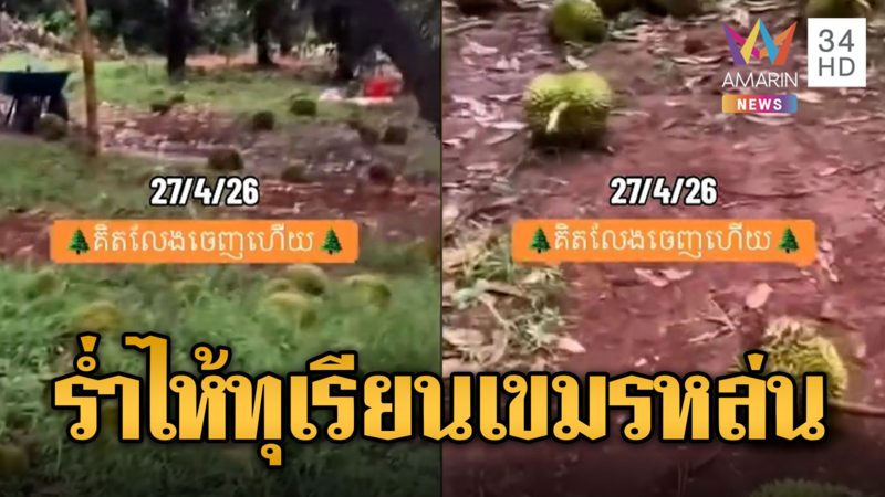 พายุพัดสวนทุเรียนเขมรหล่นหมด เจ้าของร่ำไห้สะอื้น