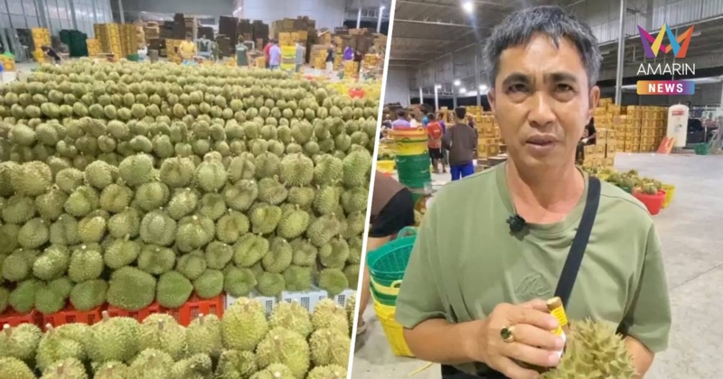 เป็นไปไม่ได้! ชาวสวนจันท์ประสานเสียง ทุเรียนลูกละ 100 เหมือนฆ่าชาวสวน
